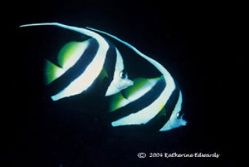 these 2 bannerfish were perfectly in unison when I caught... by Katherine Edwards 